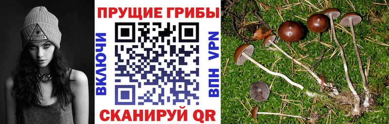 Купить  Новоуральск  Псилоцибиновые грибы мухоморы 